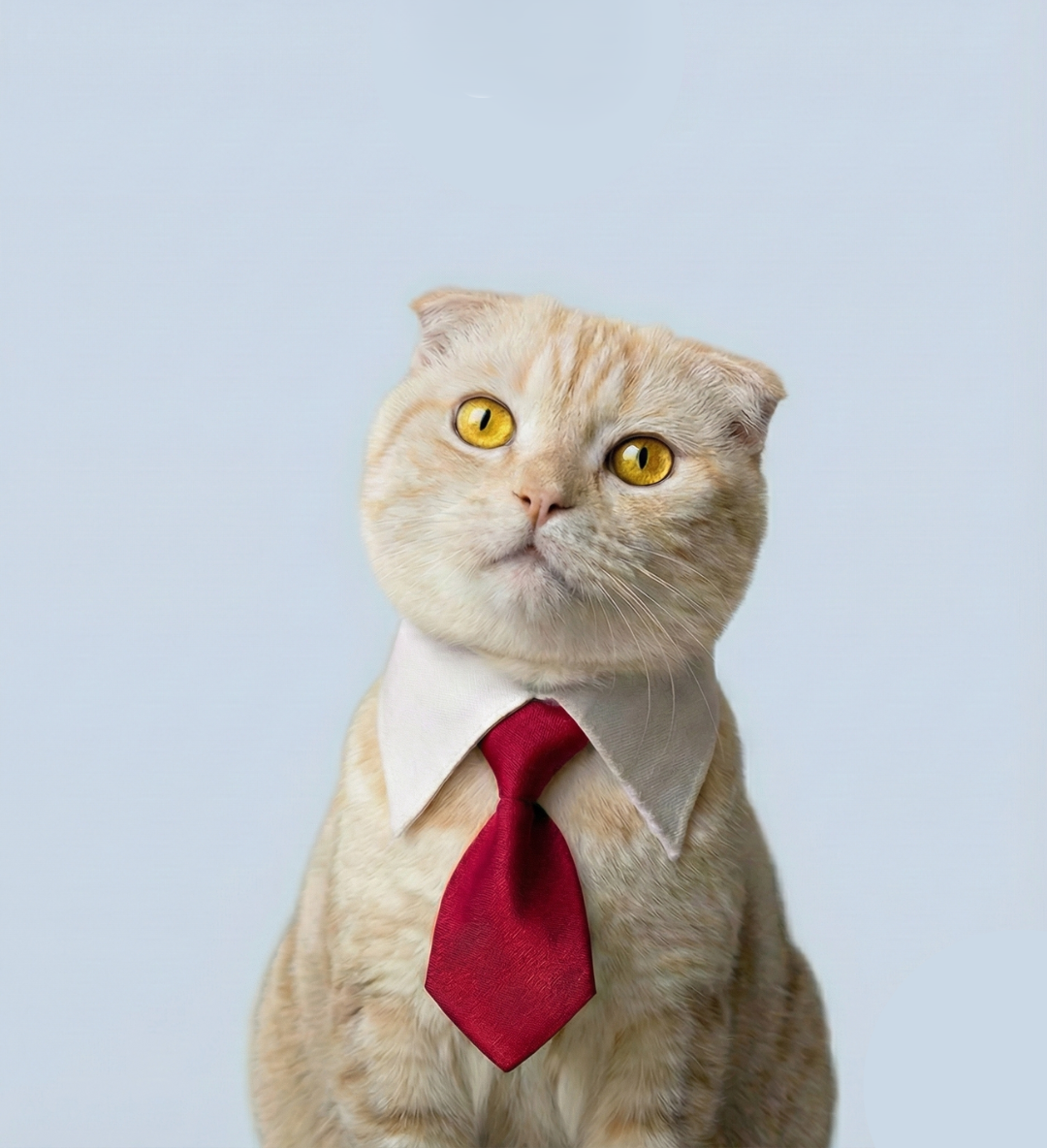 Valentine Cat
